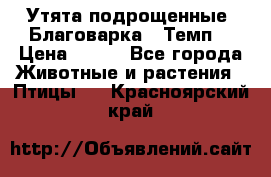 Утята подрощенные “Благоварка“,“Темп“ › Цена ­ 100 - Все города Животные и растения » Птицы   . Красноярский край